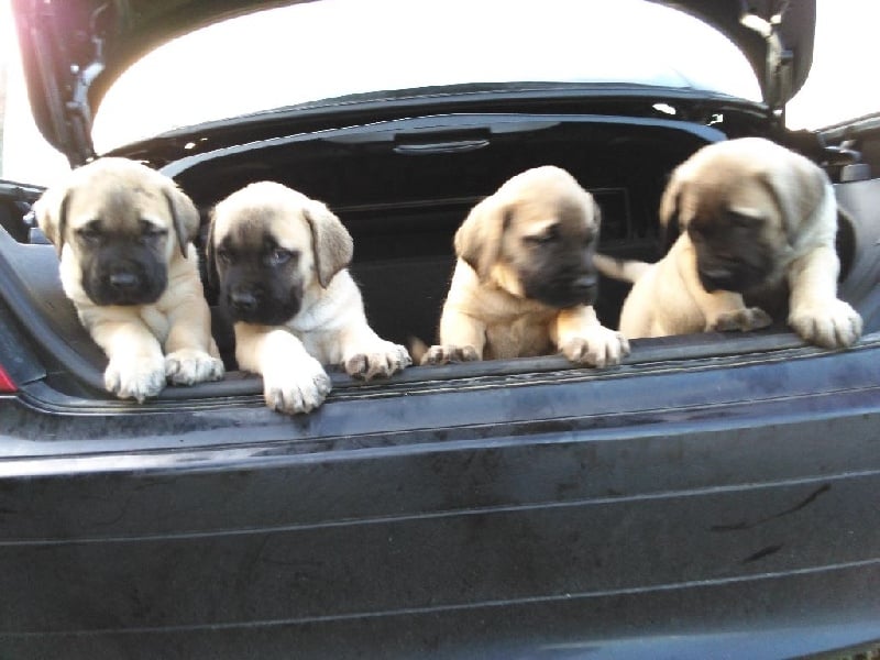 Extrême de la Forge - Chiots disponibles - Mastiff