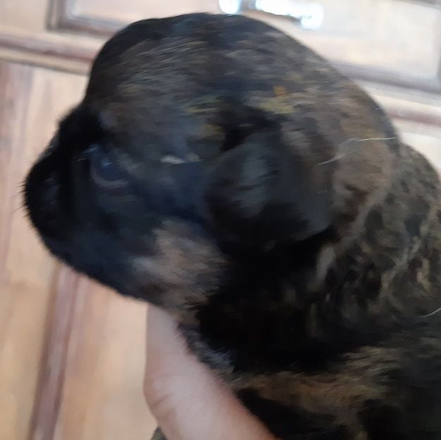 Extrême de la Forge - Chiots disponibles - Griffon belge