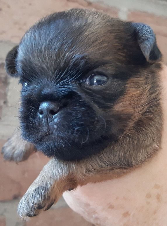 Extrême de la Forge - Chiots disponibles - Griffon belge