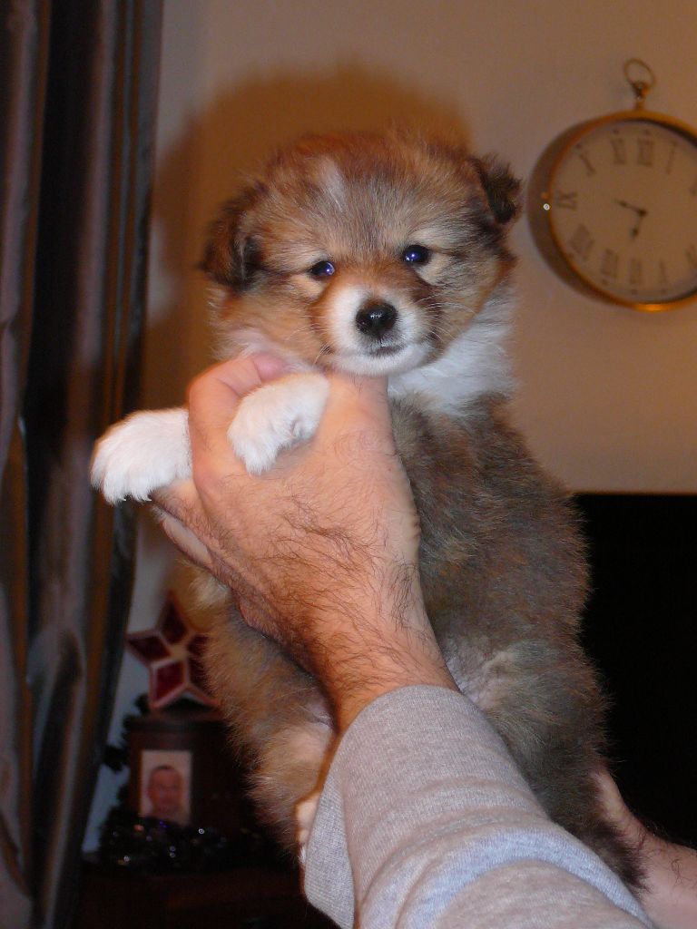 Bridgepark - Shetland Sheepdog - Portée née le 06/11/2017