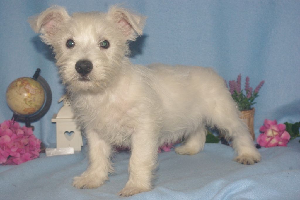 chiot westie a reserver 003