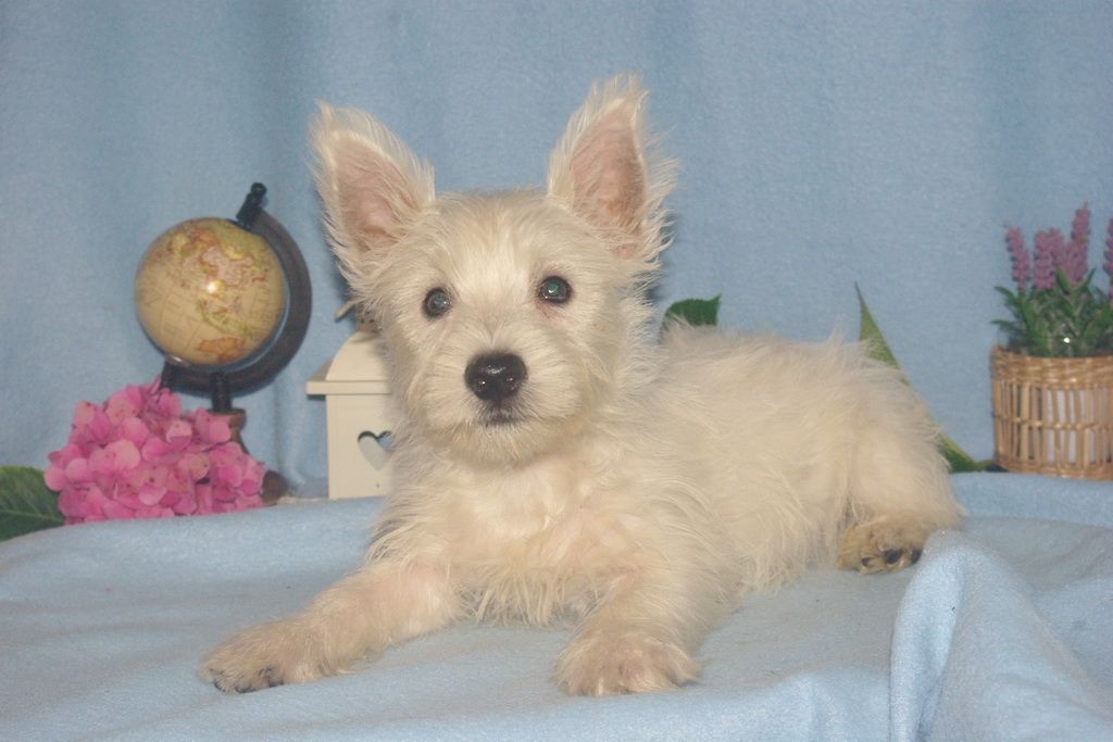 chiot westie a reserver 002