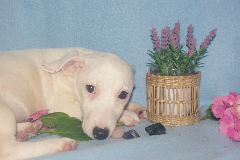 Martine Delepouve - chiot jack russel