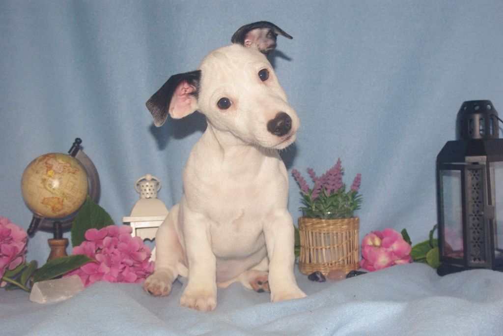 chiot jack russel