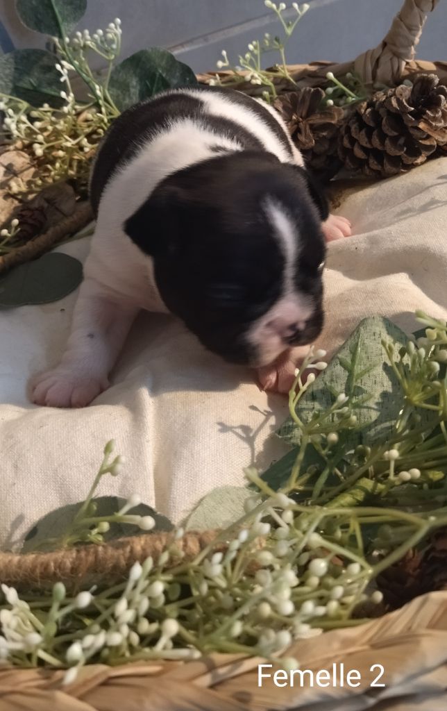 Chiot Bouledogue français Du Domaine De La Fosse