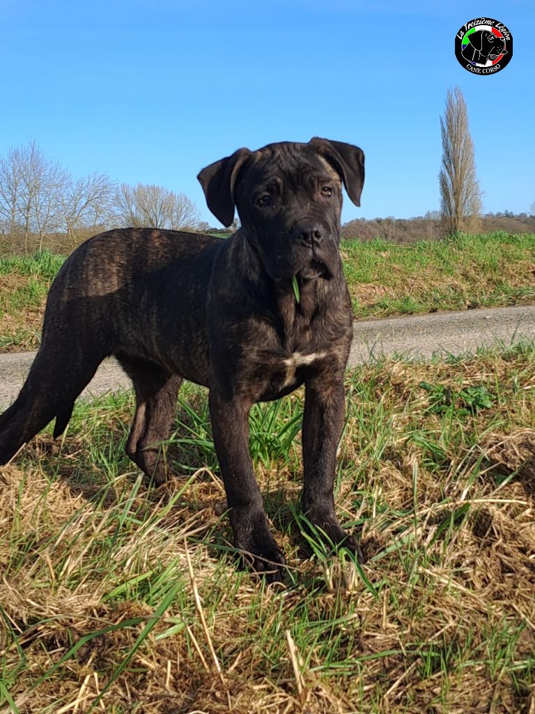 De la Treizieme Legion - Chiots disponibles - Cane Corso