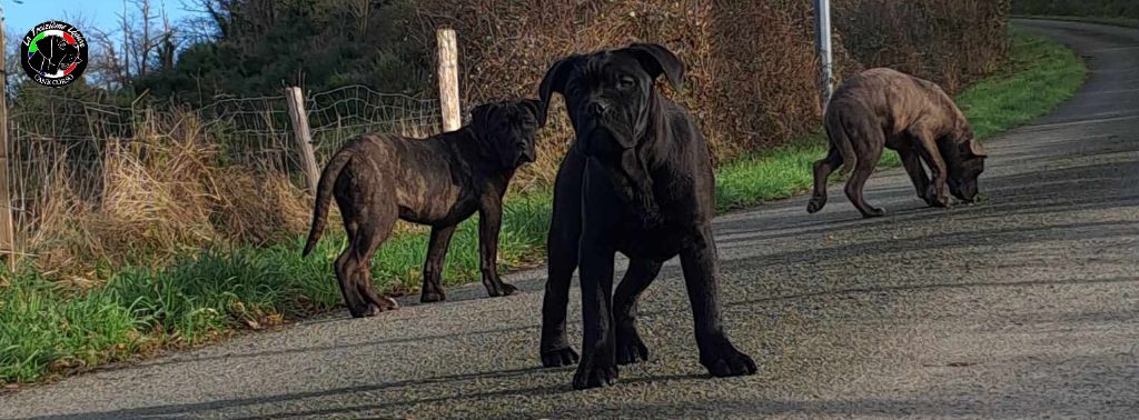 Chiot Cane Corso De la Treizieme Legion