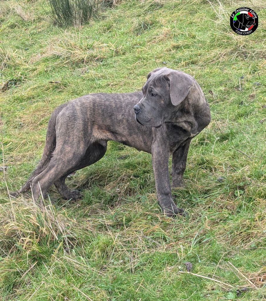 De la Treizieme Legion - Chiots disponibles - Cane Corso