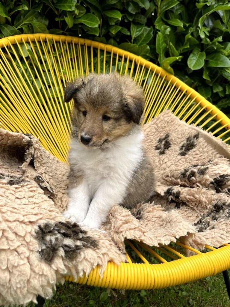 Marie Noëlle Delahaye Roquet - Chiots disponibles - Shetland Sheepdog