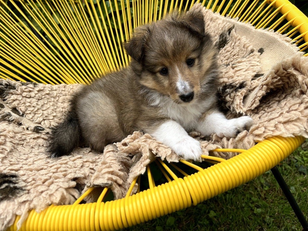 Marie Noëlle Delahaye Roquet - Chiots disponibles - Shetland Sheepdog