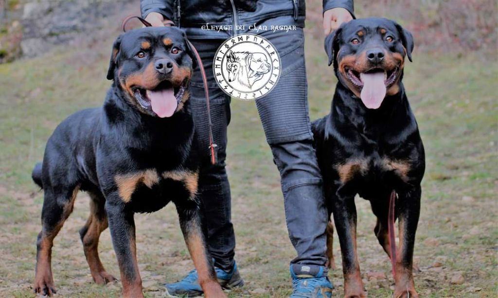 Du Clan Ragnar - Rottweiler - Portée née le 04/04/2022