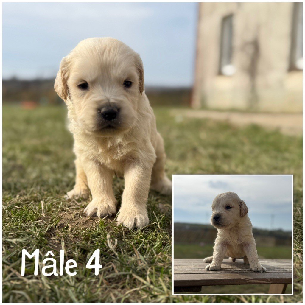 Des Terres De L'Avesnois - Chiots disponibles - Golden Retriever