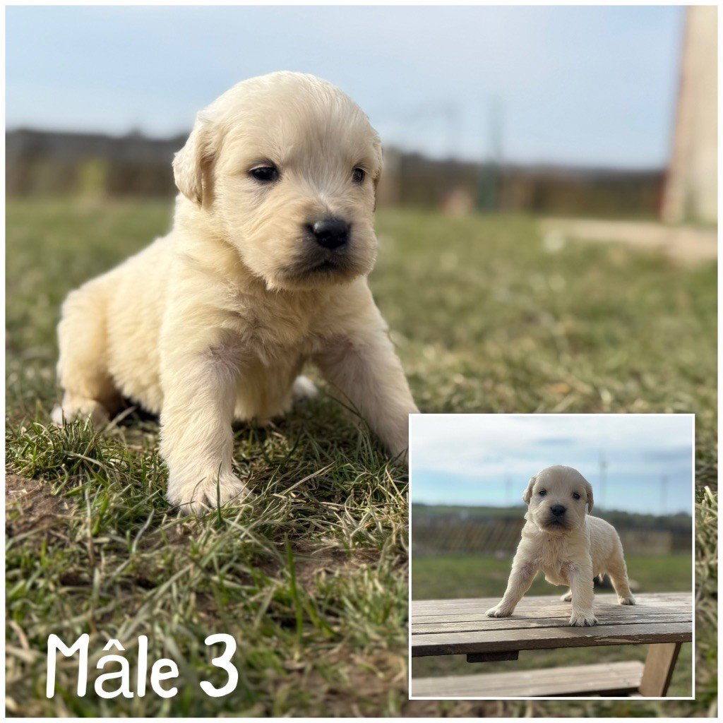 Des Terres De L'Avesnois - Chiots disponibles - Golden Retriever