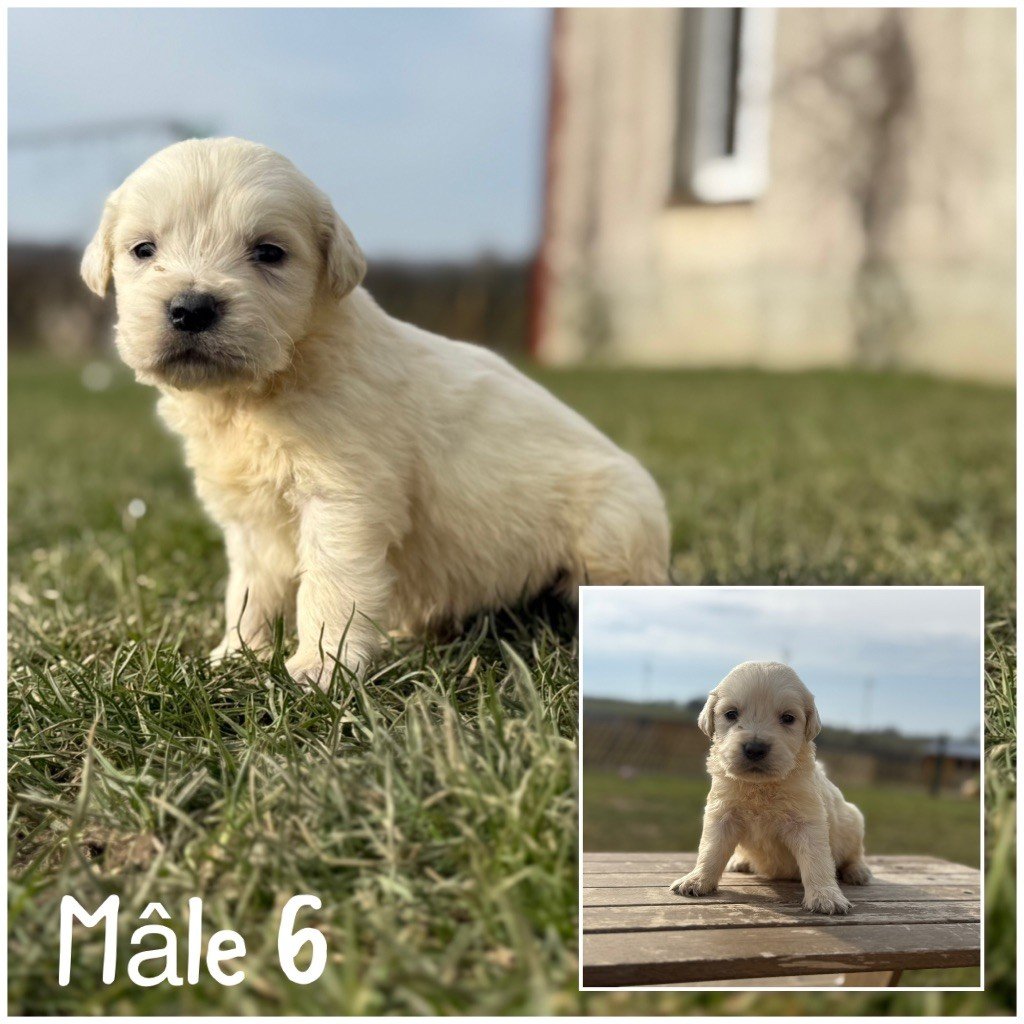 Des Terres De L'Avesnois - Chiots disponibles - Golden Retriever