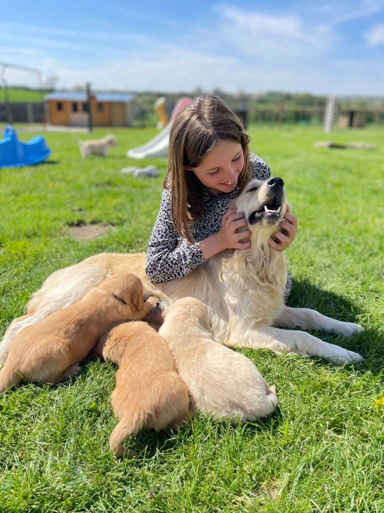 Chiot Golden Retriever Des Terres De L'Avesnois