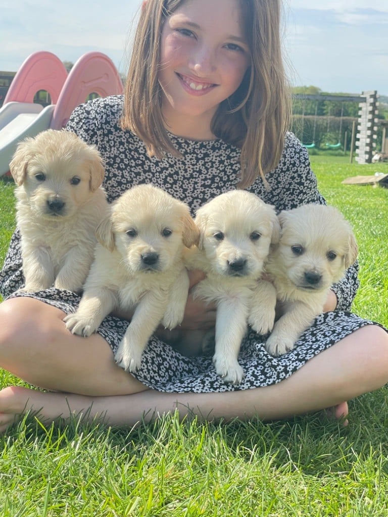 Chiot Golden Retriever Des Terres De L'Avesnois