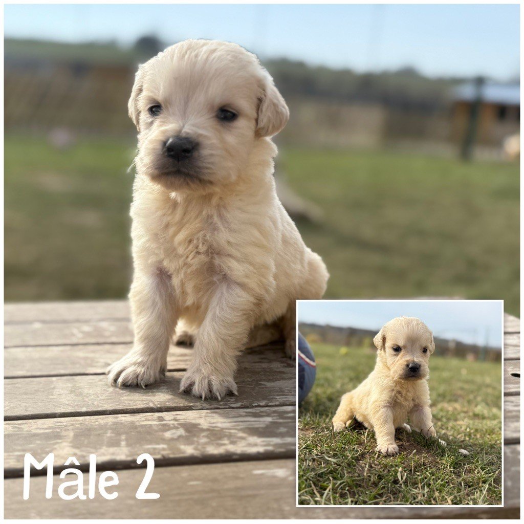 Des Terres De L'Avesnois - Chiots disponibles - Golden Retriever