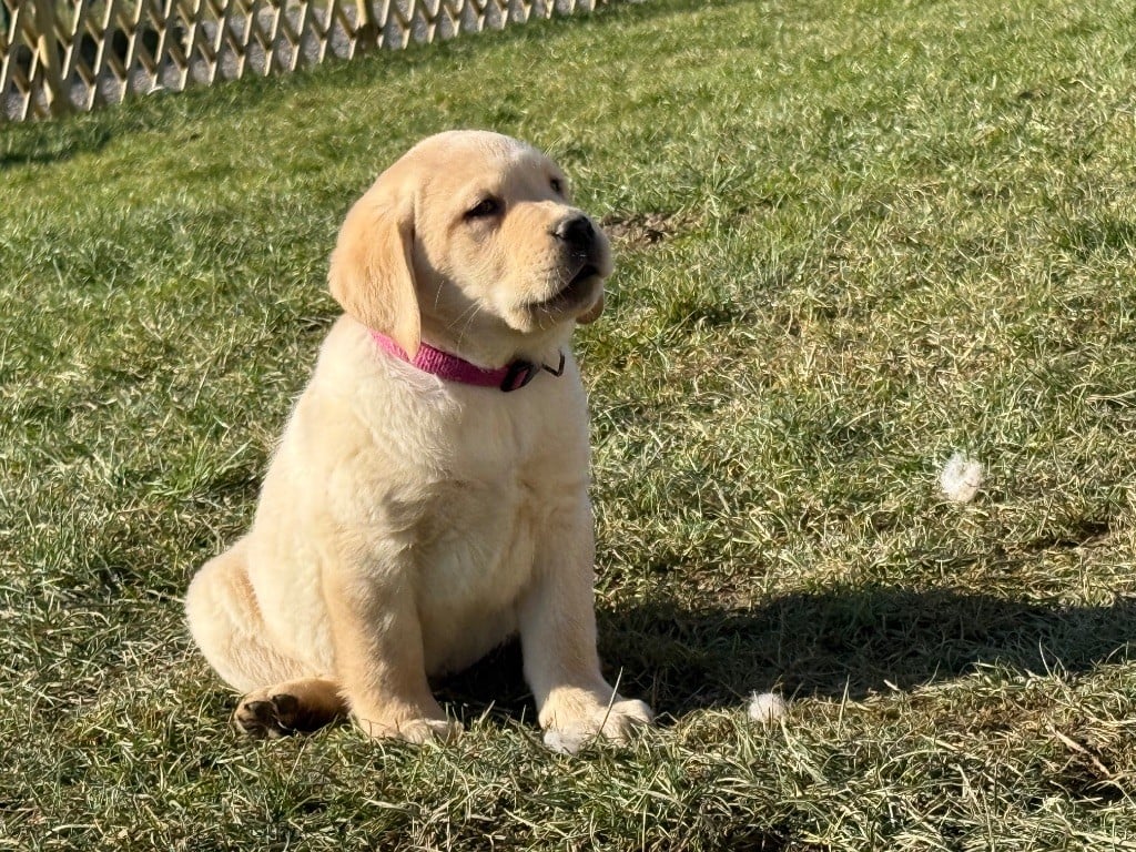 Des Terres De L'Avesnois - Chiots disponibles - Labrador Retriever