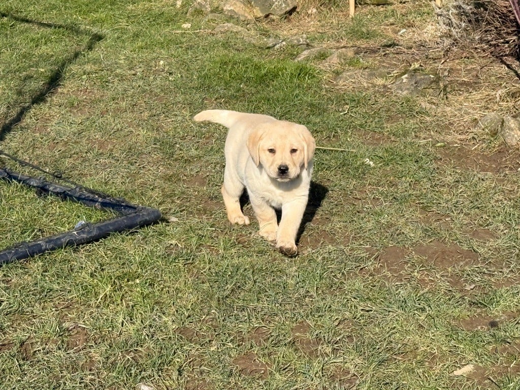 Des Terres De L'Avesnois - Chiots disponibles - Labrador Retriever