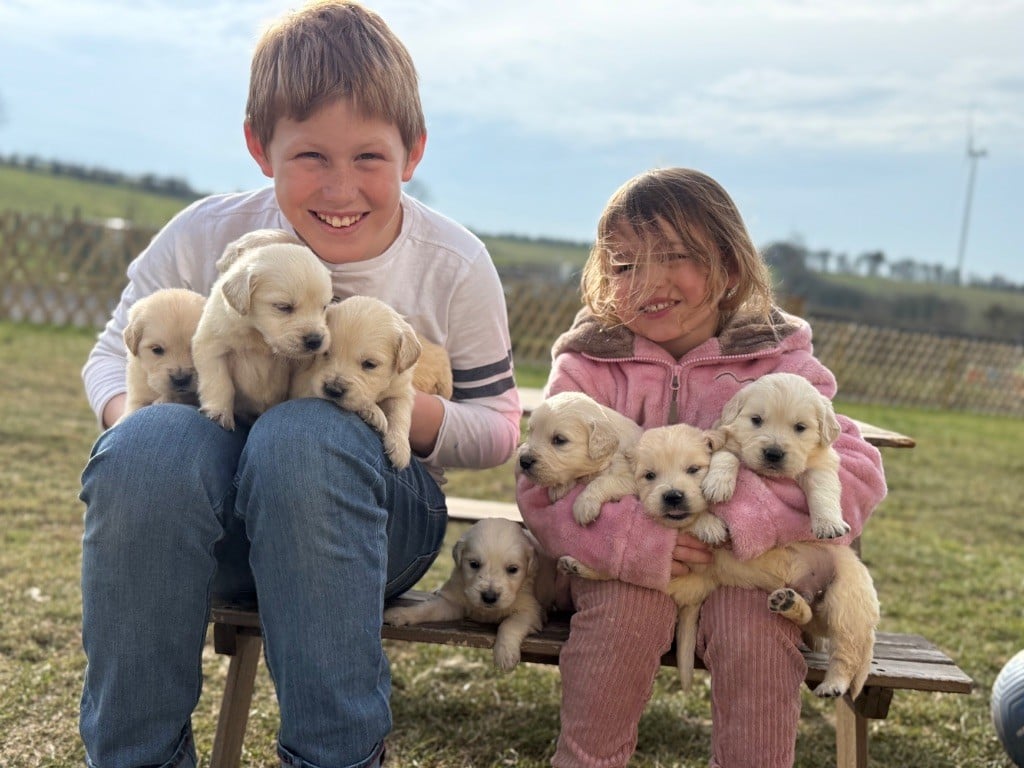 Chiot Golden Retriever Des Terres De L'Avesnois