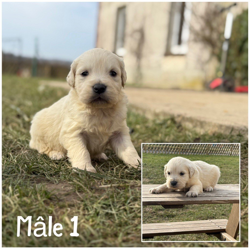 Des Terres De L'Avesnois - Chiots disponibles - Golden Retriever