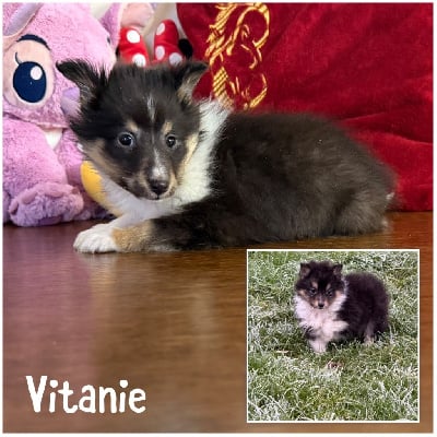 Vitanie 