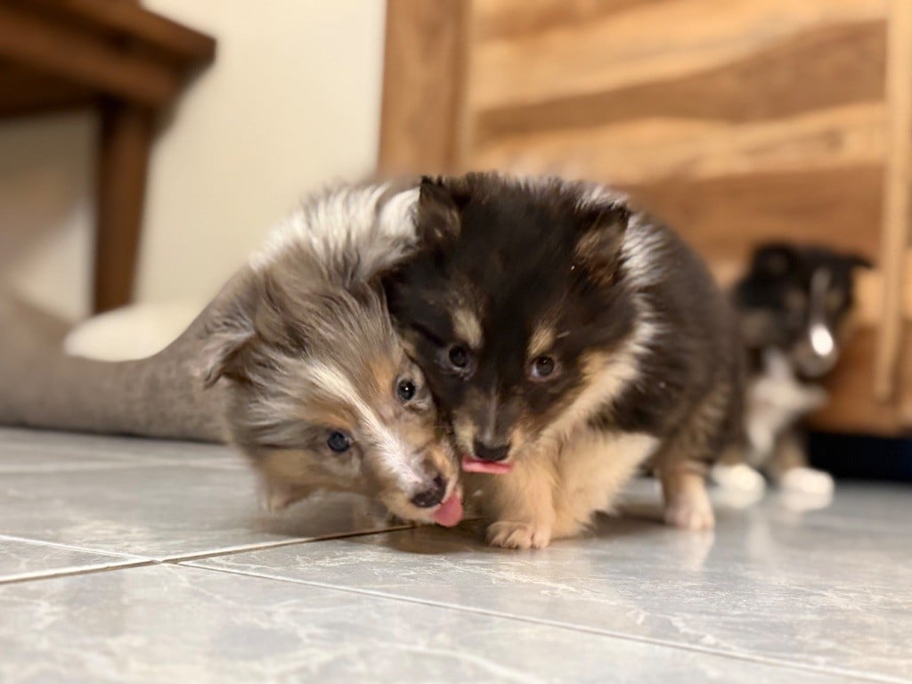 Chiot Shetland Sheepdog Des Terres De L'Avesnois