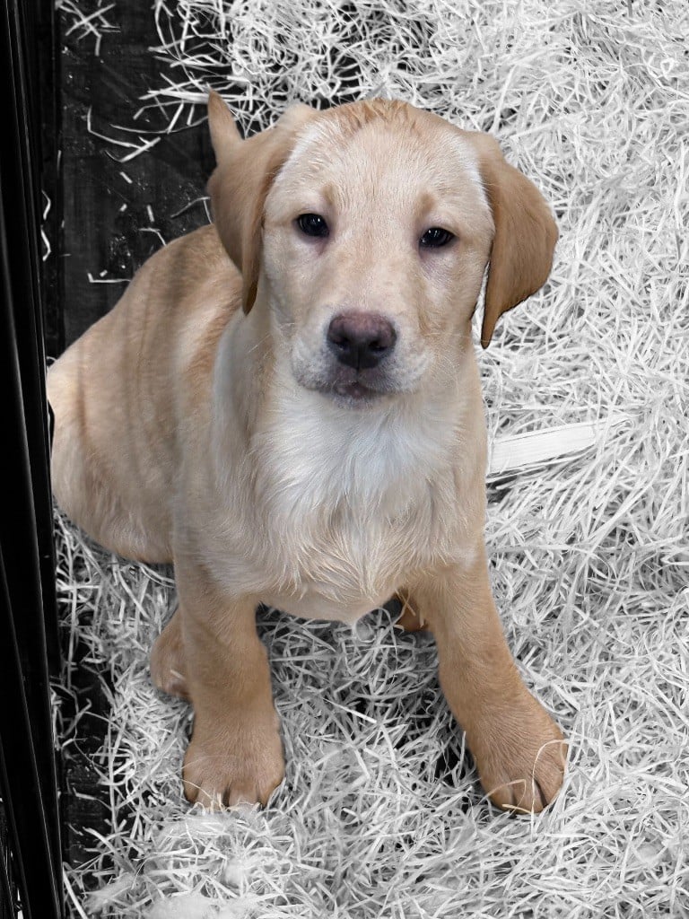 Des Terres De L'Avesnois - Chiots disponibles - Labrador Retriever