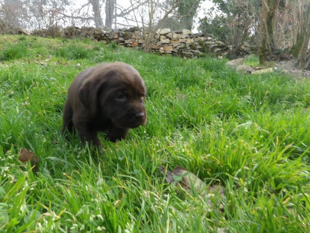 Des Gros Ronfleurs - Labrador Retriever - Portée née le 10/01/2020