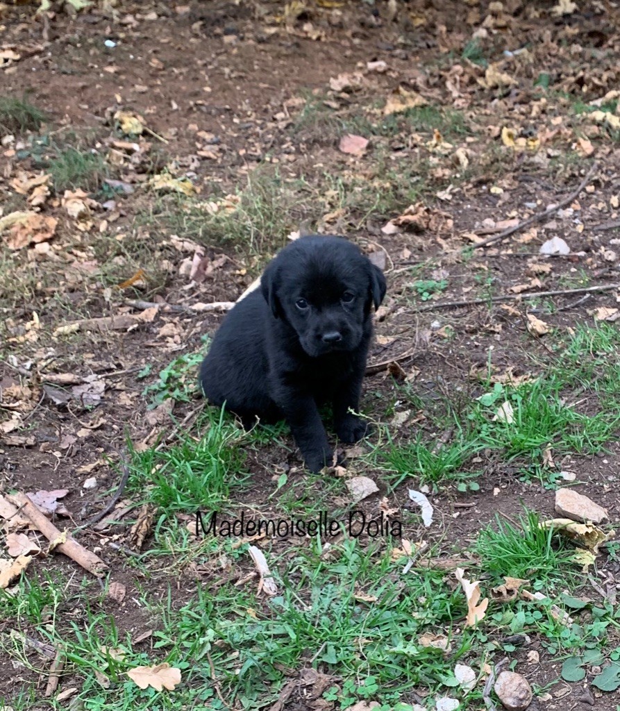 Des Gros Ronfleurs - Labrador Retriever - Portée née le 26/09/2022