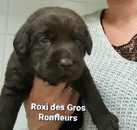 Roxi des Gros Ronfleurs