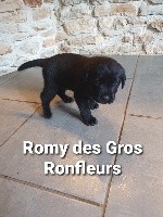 Romy des Gros Ronfleurs 