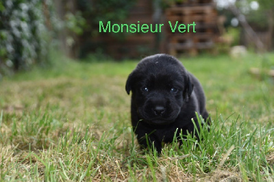 Monsieur Vert