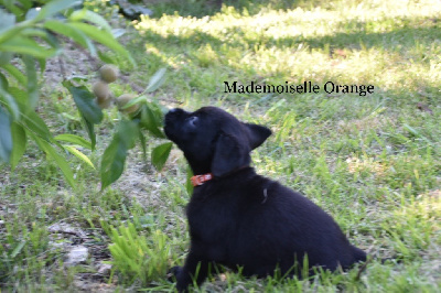 Mademoiselle Orange