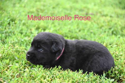 Mademoiselle Rose