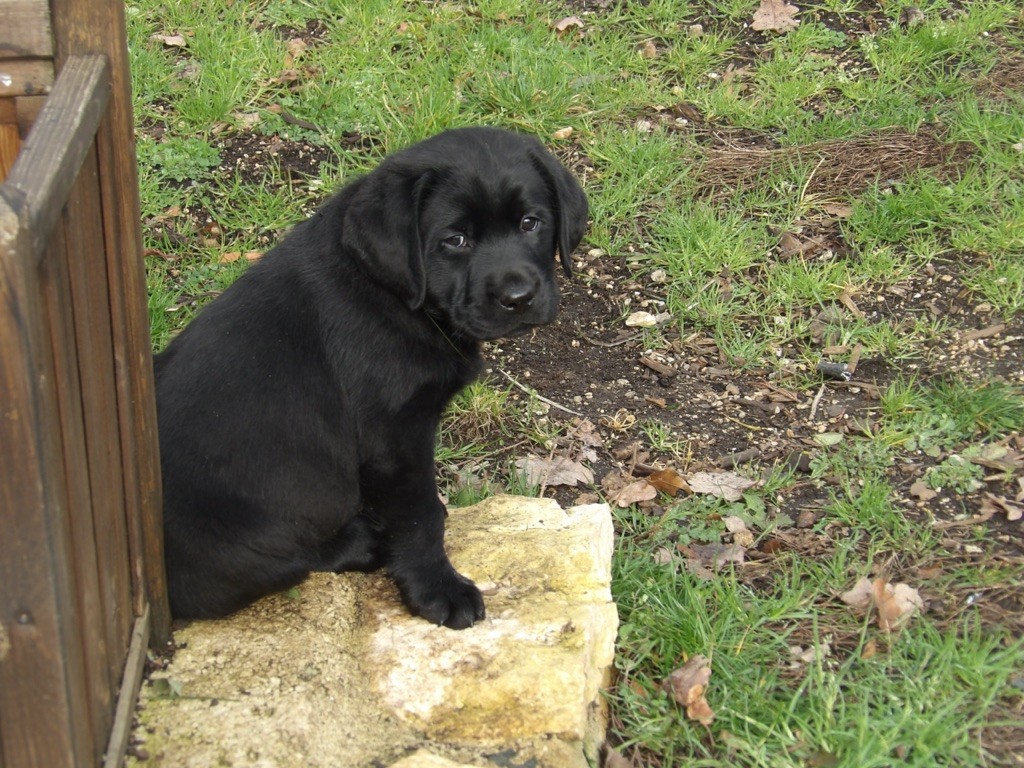 Des Gros Ronfleurs - Labrador Retriever - Portée née le 22/11/2019