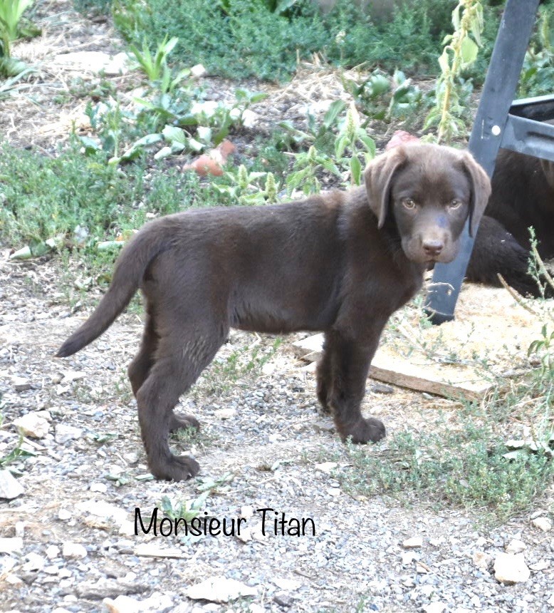 Des Gros Ronfleurs - Labrador Retriever - Portée née le 23/05/2022