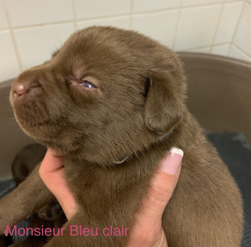 Des Gros Ronfleurs - Labrador Retriever - Portée née le 02/12/2020