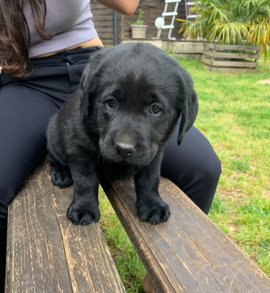 Des Gros Ronfleurs - Labrador Retriever - Portée née le 23/03/2022