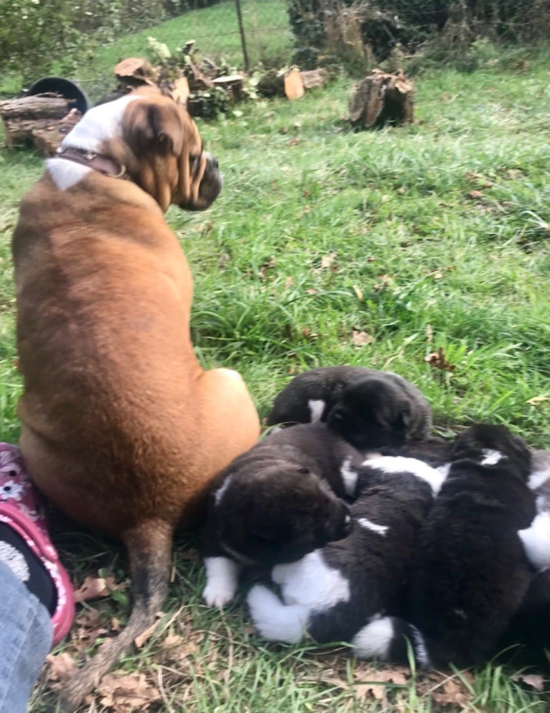 Ba'Kita - Bébés akita américain mâle poils longs arrivés.