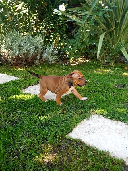 Des Terres D'embellie - Staffordshire Bull Terrier - Portée née le 07/08/2016