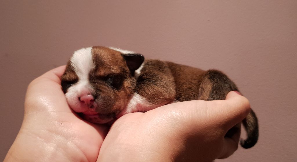 Des Terres D'embellie - Staffordshire Bull Terrier - Portée née le 12/10/2018