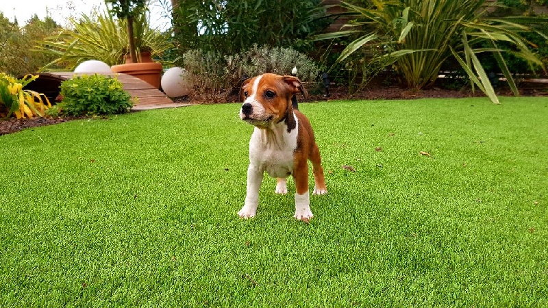 Des Terres D'embellie - Staffordshire Bull Terrier - Portée née le 15/12/2016