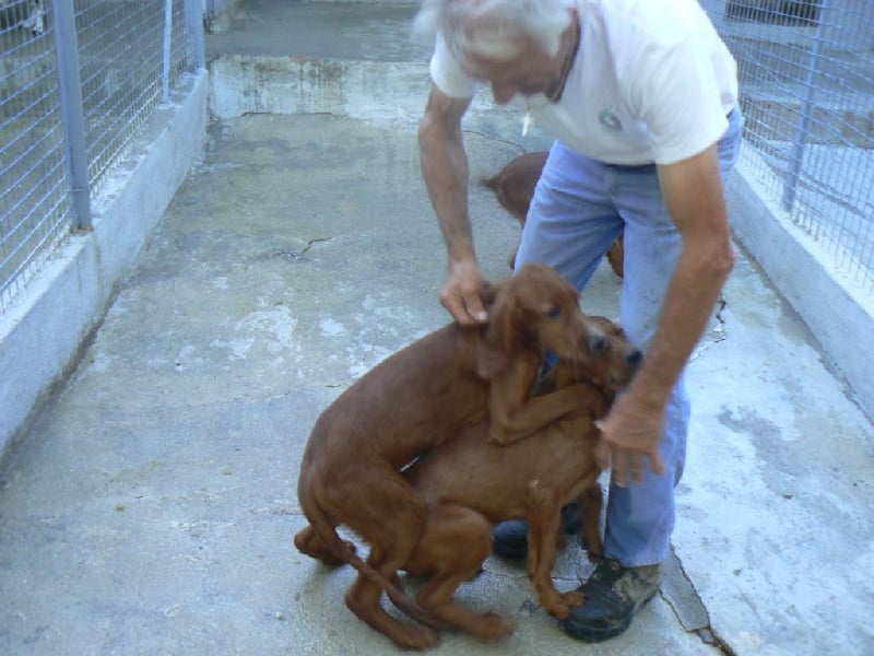 de l'Enclos des Jonquilles - Chiots disponibles - Pointer