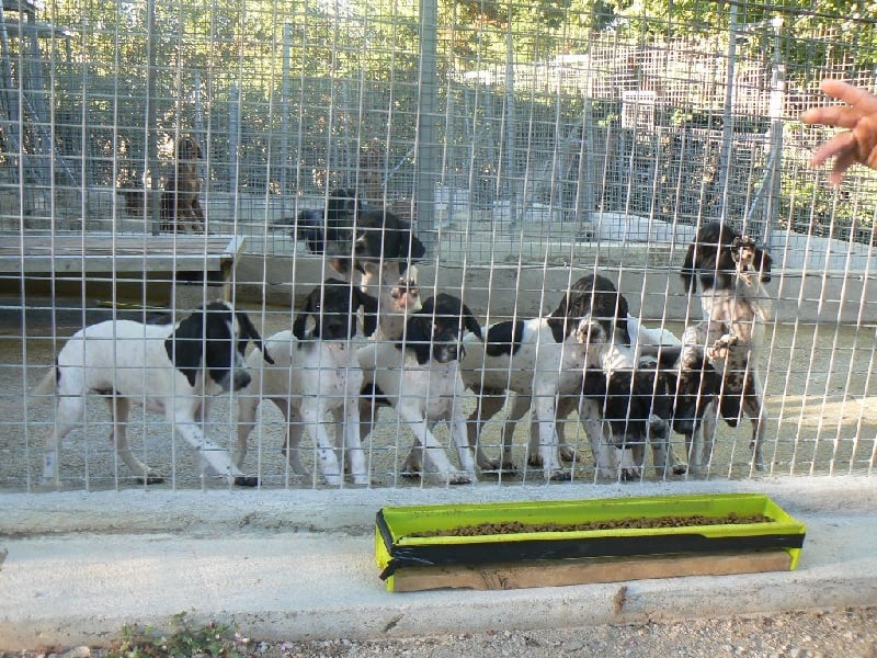 de l'Enclos des Jonquilles - Chiots disponibles - Pointer