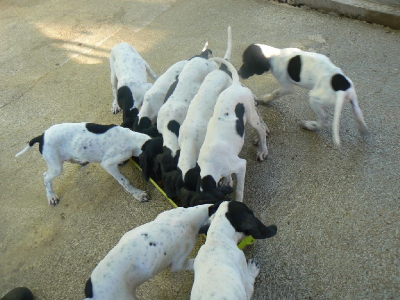 de l'Enclos des Jonquilles - Chiots disponibles - Pointer