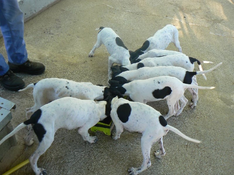 de l'Enclos des Jonquilles - Chiots disponibles - Pointer