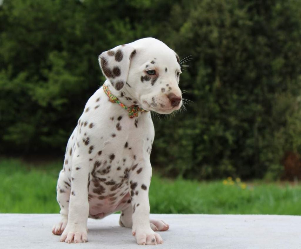 Chiot Dalmatien Du Domaine Des Jolies Taches