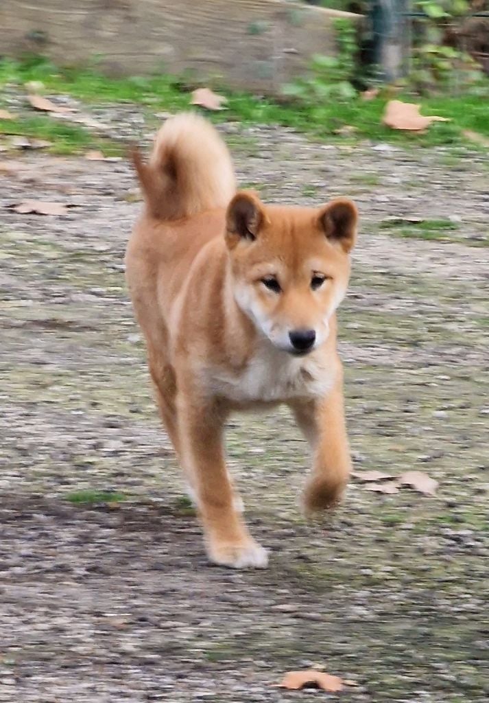 des Gardiens de la Vendinelle - Chiots disponibles - Shiba