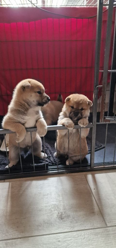 Chiot Shiba des Gardiens de la Vendinelle